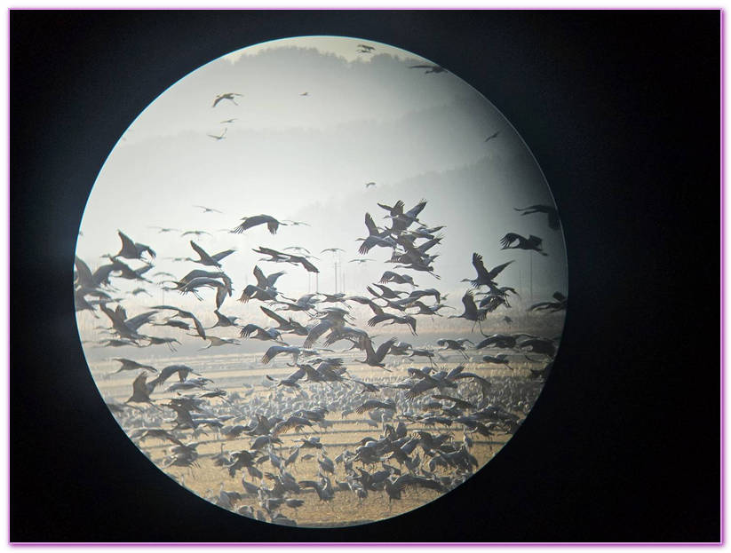 Suncheon Bay Wetland,全羅南道Jeollanam Do,全羅南道順天SUNCHEON,韓國旅遊,順天灣濕地,순천만습지