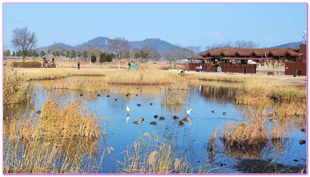 Suncheon Bay Wetland,全羅南道Jeollanam Do,全羅南道順天SUNCHEON,韓國旅遊,順天灣濕地,순천만습지