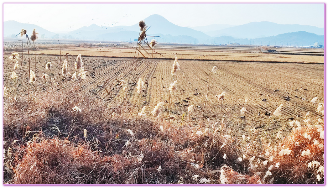 Suncheon Bay Wetland,全羅南道Jeollanam Do,全羅南道順天SUNCHEON,韓國旅遊,順天灣濕地,순천만습지