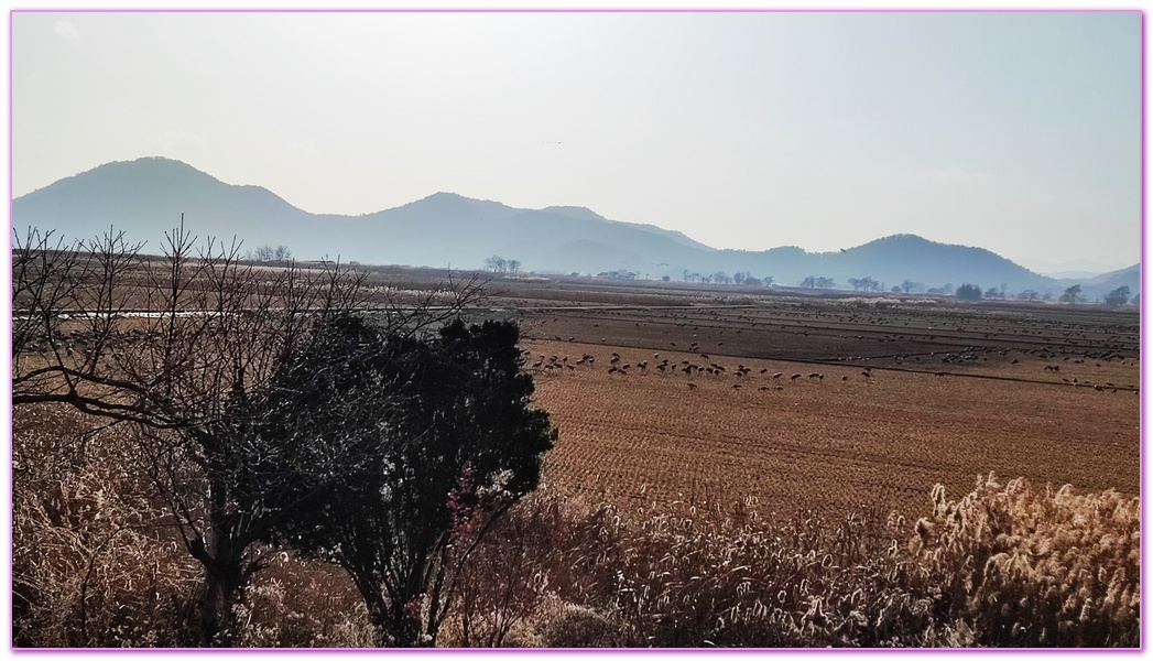 Suncheon Bay Wetland,全羅南道Jeollanam Do,全羅南道順天SUNCHEON,韓國旅遊,順天灣濕地,순천만습지