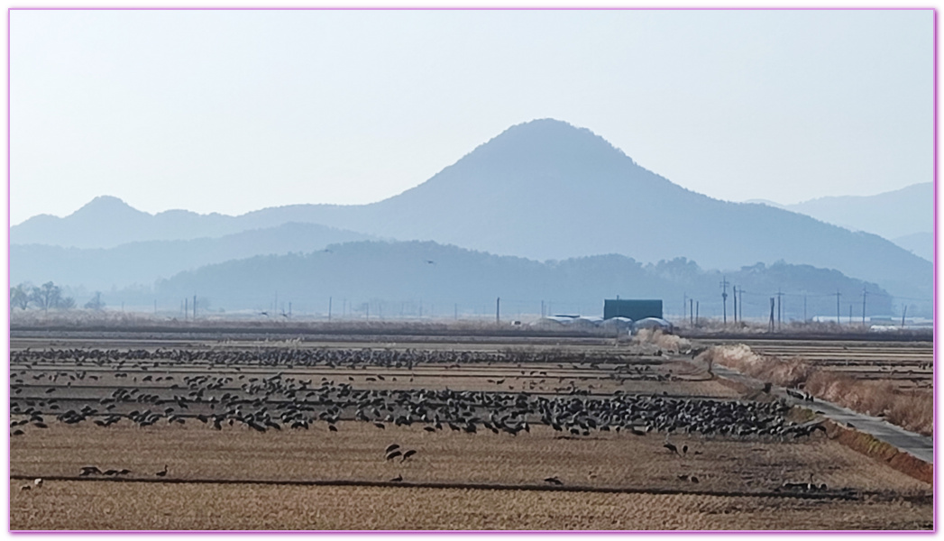 Suncheon Bay Wetland,全羅南道Jeollanam Do,全羅南道順天SUNCHEON,韓國旅遊,順天灣濕地,순천만습지