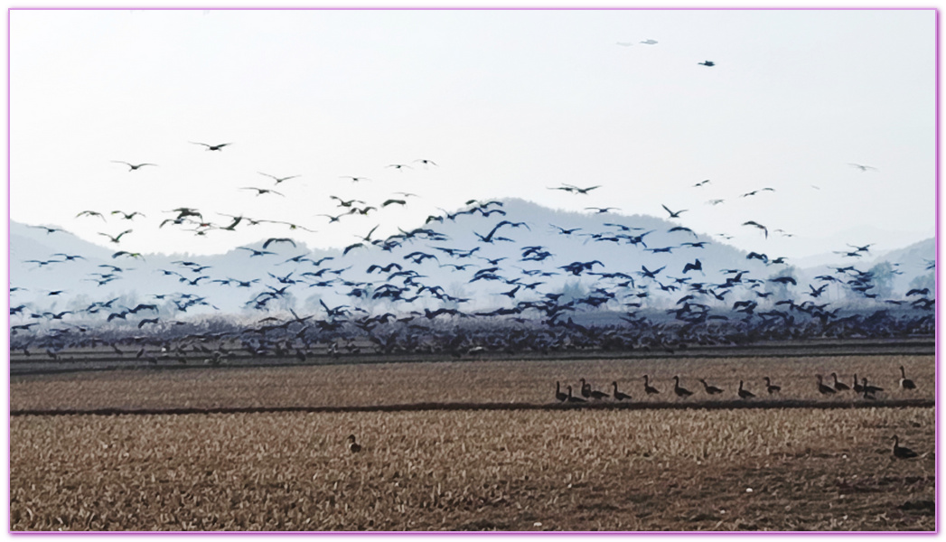 Suncheon Bay Wetland,全羅南道Jeollanam Do,全羅南道順天SUNCHEON,韓國旅遊,順天灣濕地,순천만습지