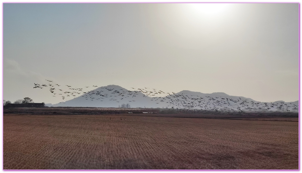 Suncheon Bay Wetland,全羅南道Jeollanam Do,全羅南道順天SUNCHEON,韓國旅遊,順天灣濕地,순천만습지