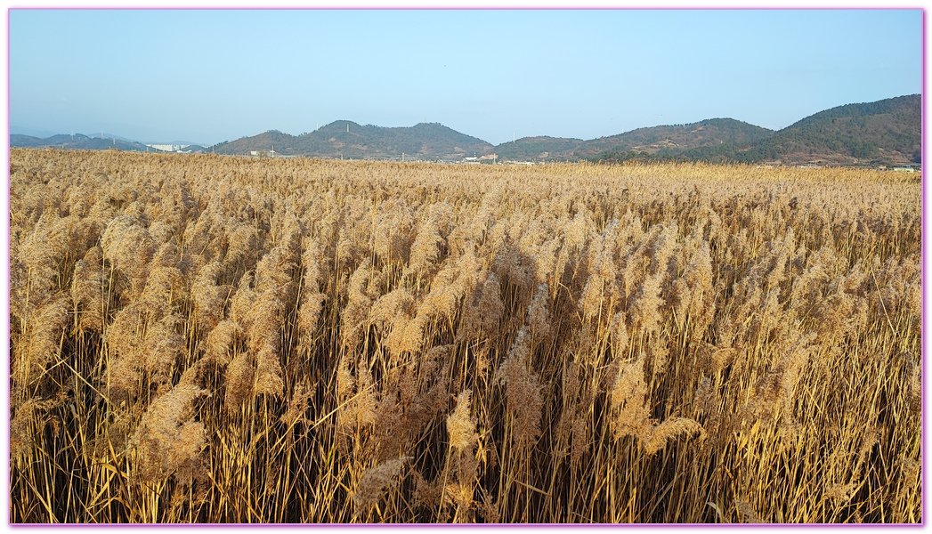 Suncheon Bay Wetland,全羅南道Jeollanam Do,全羅南道順天SUNCHEON,韓國旅遊,順天灣濕地,순천만습지