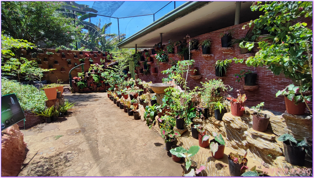 Palawan Butterfly Eco-Garden and Tribal Village,公主港Puerto Princesa,巴拉望Palawan,巴拉望蝴蝶生態園,巴達克原住民部落,菲律賓旅遊