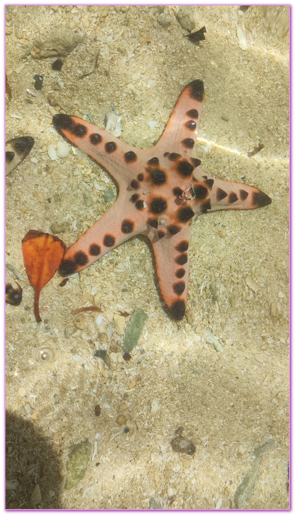 可麗島Cowrie Island,巴拉望Palawan,巴拉望跳島,本田灣,本田灣ＨONDA BAY,海星島Starfish Island,菲律賓旅遊,路尼島Luli Island