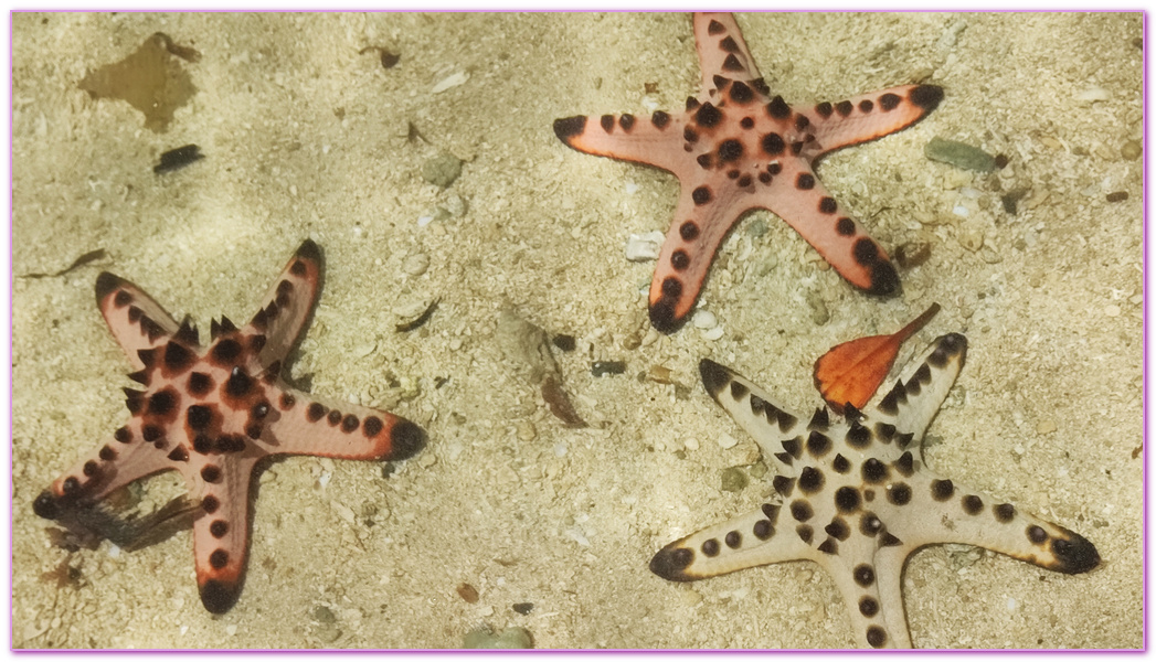 可麗島Cowrie Island,巴拉望Palawan,巴拉望跳島,本田灣,本田灣ＨONDA BAY,海星島Starfish Island,菲律賓旅遊,路尼島Luli Island