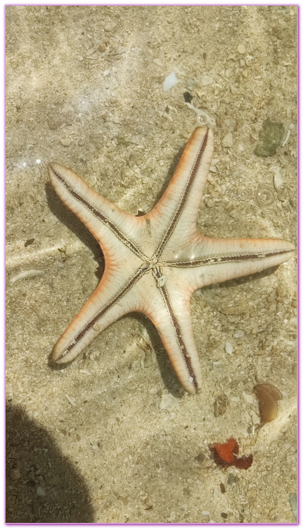 可麗島Cowrie Island,巴拉望Palawan,巴拉望跳島,本田灣,本田灣ＨONDA BAY,海星島Starfish Island,菲律賓旅遊,路尼島Luli Island