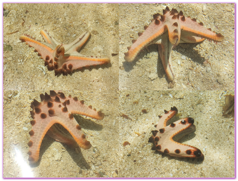 可麗島Cowrie Island,巴拉望Palawan,巴拉望跳島,本田灣,本田灣ＨONDA BAY,海星島Starfish Island,菲律賓旅遊,路尼島Luli Island