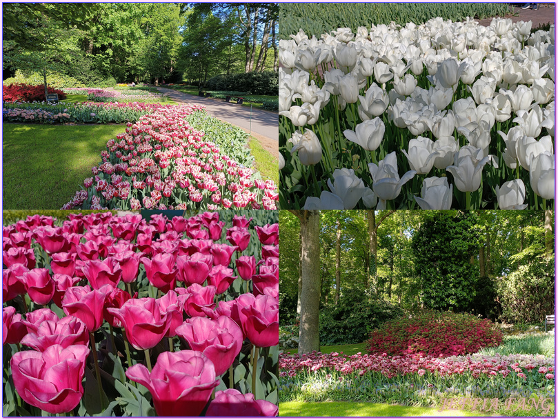 利瑟Lisse,寰宇精品河輪UNIWORLD Boutique River Cruises,庫肯霍夫花園Keukenhof Gardens,歐洲Europe,荷蘭Netherlands,萊茵河Rhine River 利瑟Lisse,寰宇精品河輪UNIWORLD Boutique River Cruises,庫肯霍夫花園Keukenhof Gardens,歐洲Europe,荷蘭Netherlands,萊茵河Rhine River