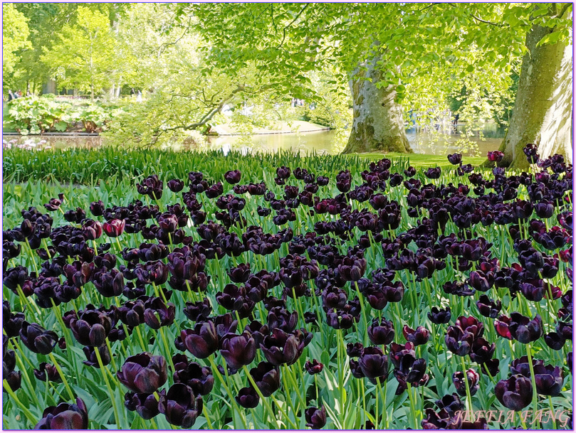 利瑟Lisse,寰宇精品河輪UNIWORLD Boutique River Cruises,庫肯霍夫花園Keukenhof Gardens,歐洲Europe,荷蘭Netherlands,萊茵河Rhine River 利瑟Lisse,寰宇精品河輪UNIWORLD Boutique River Cruises,庫肯霍夫花園Keukenhof Gardens,歐洲Europe,荷蘭Netherlands,萊茵河Rhine River