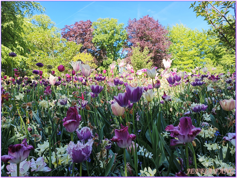 利瑟Lisse,寰宇精品河輪UNIWORLD Boutique River Cruises,庫肯霍夫花園Keukenhof Gardens,歐洲Europe,荷蘭Netherlands,萊茵河Rhine River 利瑟Lisse,寰宇精品河輪UNIWORLD Boutique River Cruises,庫肯霍夫花園Keukenhof Gardens,歐洲Europe,荷蘭Netherlands,萊茵河Rhine River