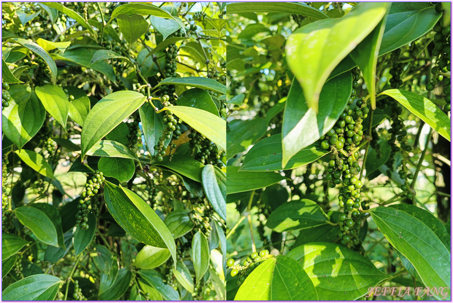 手工麵線,砂拉越Sarawak,詩巫Sibu,陳師傅手工麵線DIY,馬來西亞Malaysia,馬來西亞旅遊
