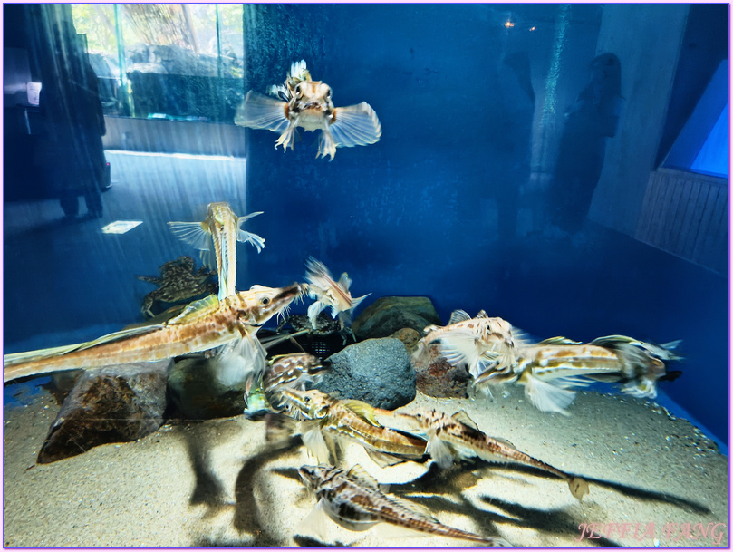 日本Japan,男鹿半島 Oga hanto,男鹿水族館G A O,秋田Akita