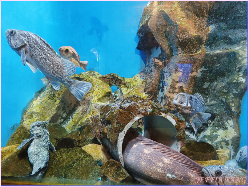 日本Japan,男鹿半島 Oga hanto,男鹿水族館G A O,秋田Akita