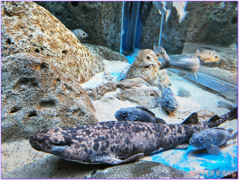 日本Japan,男鹿半島 Oga hanto,男鹿水族館G A O,秋田Akita