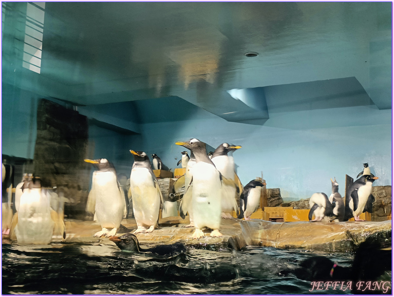 日本Japan,男鹿半島 Oga hanto,男鹿水族館G A O,秋田Akita
