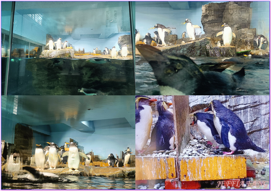 日本Japan,男鹿半島 Oga hanto,男鹿水族館G A O,秋田Akita