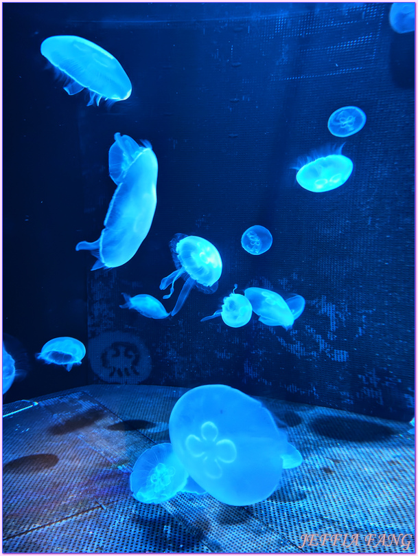 日本Japan,男鹿半島 Oga hanto,男鹿水族館G A O,秋田Akita