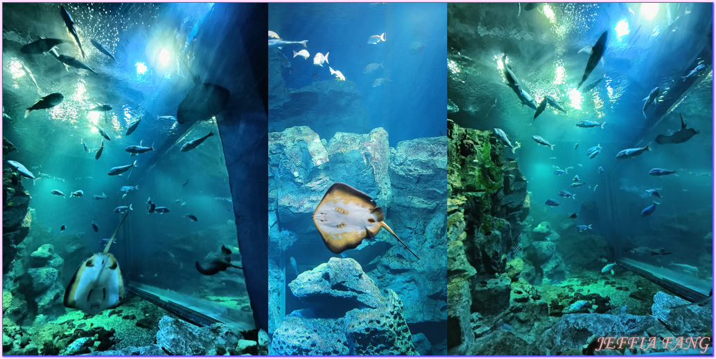 日本Japan,男鹿半島 Oga hanto,男鹿水族館G A O,秋田Akita