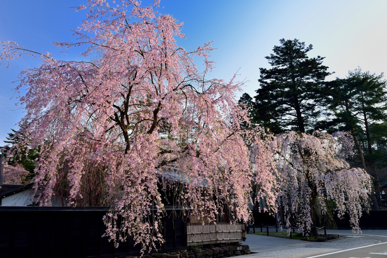 仙北市Senboku,日本Japan,秋田Akita,角館武家屋敷Kakunodate Bukeyashiki,角館歷史村青柳家 仙北市Senboku,日本Japan,秋田Akita,角館武家屋敷Kakunodate Bukeyashiki,角館歷史村青柳家