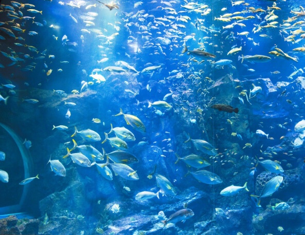 日本Japan,男鹿半島 Oga hanto,男鹿水族館G A O,秋田Akita