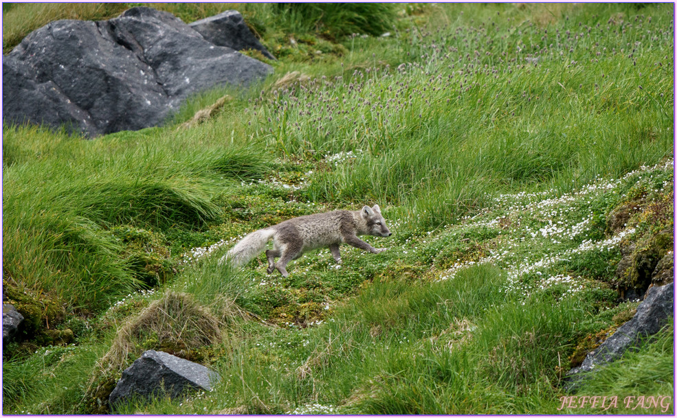 北極Arctic,厚嘴海鴉Brunnichs gullemots,指揮官夏古號Le Commandant Charcot,斯匹茲卑爾根島Spitsbergen,極地之旅,阿爾凱菲耶萊特Alkefjellt,龐洛PONANT郵輪 北極Arctic,厚嘴海鴉Brunnichs gullemots,指揮官夏古號Le Commandant Charcot,斯匹茲卑爾根島Spitsbergen,極地之旅,阿爾凱菲耶萊特Alkefjellt,龐洛PONANT郵輪
