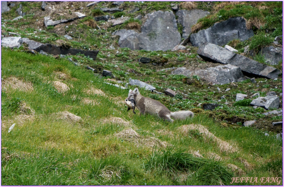 北極Arctic,厚嘴海鴉Brunnichs gullemots,指揮官夏古號Le Commandant Charcot,斯匹茲卑爾根島Spitsbergen,極地之旅,阿爾凱菲耶萊特Alkefjellt,龐洛PONANT郵輪 北極Arctic,厚嘴海鴉Brunnichs gullemots,指揮官夏古號Le Commandant Charcot,斯匹茲卑爾根島Spitsbergen,極地之旅,阿爾凱菲耶萊特Alkefjellt,龐洛PONANT郵輪