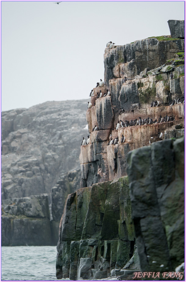 北極Arctic,厚嘴海鴉Brunnichs gullemots,指揮官夏古號Le Commandant Charcot,斯匹茲卑爾根島Spitsbergen,極地之旅,阿爾凱菲耶萊特Alkefjellt,龐洛PONANT郵輪 北極Arctic,厚嘴海鴉Brunnichs gullemots,指揮官夏古號Le Commandant Charcot,斯匹茲卑爾根島Spitsbergen,極地之旅,阿爾凱菲耶萊特Alkefjellt,龐洛PONANT郵輪
