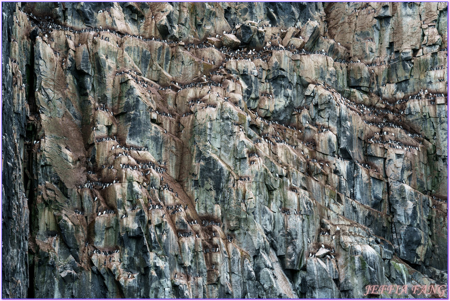 北極Arctic,厚嘴海鴉Brunnichs gullemots,指揮官夏古號Le Commandant Charcot,斯匹茲卑爾根島Spitsbergen,極地之旅,阿爾凱菲耶萊特Alkefjellt,龐洛PONANT郵輪 北極Arctic,厚嘴海鴉Brunnichs gullemots,指揮官夏古號Le Commandant Charcot,斯匹茲卑爾根島Spitsbergen,極地之旅,阿爾凱菲耶萊特Alkefjellt,龐洛PONANT郵輪