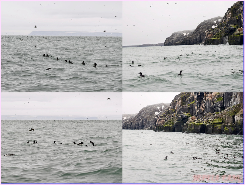北極Arctic,厚嘴海鴉Brunnichs gullemots,指揮官夏古號Le Commandant Charcot,斯匹茲卑爾根島Spitsbergen,極地之旅,阿爾凱菲耶萊特Alkefjellt,龐洛PONANT郵輪 北極Arctic,厚嘴海鴉Brunnichs gullemots,指揮官夏古號Le Commandant Charcot,斯匹茲卑爾根島Spitsbergen,極地之旅,阿爾凱菲耶萊特Alkefjellt,龐洛PONANT郵輪