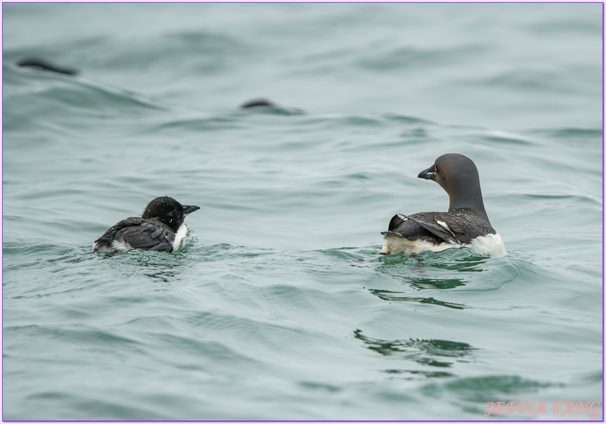 北極Arctic,厚嘴海鴉Brunnichs gullemots,指揮官夏古號Le Commandant Charcot,斯匹茲卑爾根島Spitsbergen,極地之旅,阿爾凱菲耶萊特Alkefjellt,龐洛PONANT郵輪 北極Arctic,厚嘴海鴉Brunnichs gullemots,指揮官夏古號Le Commandant Charcot,斯匹茲卑爾根島Spitsbergen,極地之旅,阿爾凱菲耶萊特Alkefjellt,龐洛PONANT郵輪