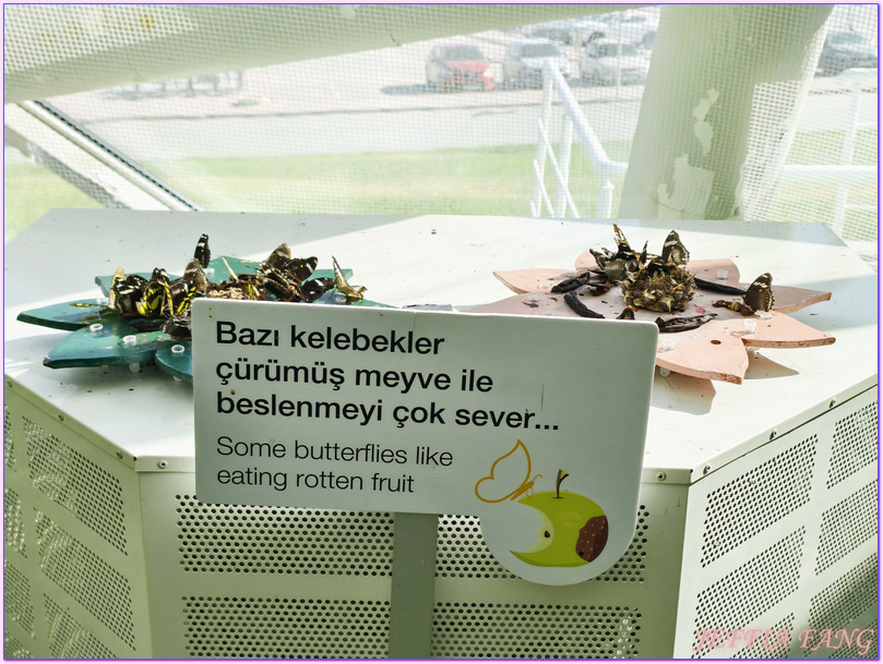 土耳其Turkiye,土耳其旅遊,土耳其航空Turkish Airlines,孔亞Konya,熱帶蝴蝶園Tropikal Kelebek Bahçesi 土耳其Turkiye,土耳其旅遊,土耳其航空Turkish Airlines,孔亞Konya,熱帶蝴蝶園Tropikal Kelebek Bahçesi
