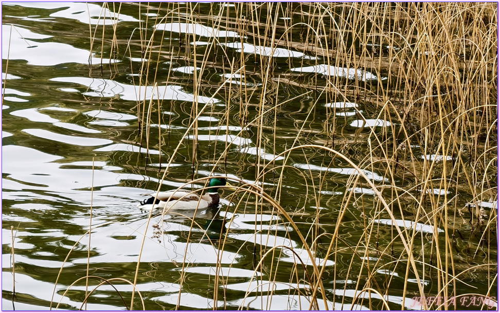 伯魯Bollu,土耳其Turkiye,安卡拉ANKARA,阿邦特湖自然國家公園Abant National Park