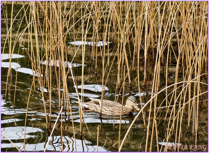 伯魯Bollu,土耳其Turkiye,安卡拉ANKARA,阿邦特湖自然國家公園Abant National Park