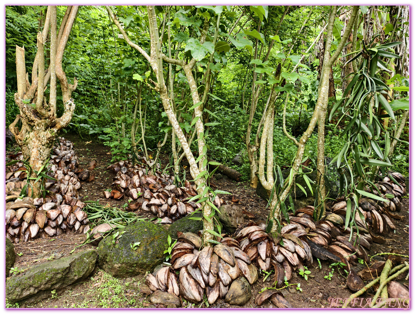 保羅高更號郵輪Paul Gauguin Cruises,塔哈阿島Taha'a,大溪地Tahiti,大溪地香草,大溪地黑珍珠養殖場Tahitian Black Pearl Farming,法屬玻里尼西亞FrenchPolynesia,社會群島Society Islands,若伊亞提島Raiatea,龐洛PONANT郵輪 保羅高更號郵輪Paul Gauguin Cruises,塔哈阿島Taha'a,大溪地Tahiti,大溪地香草,大溪地黑珍珠養殖場Tahitian Black Pearl Farming,法屬玻里尼西亞FrenchPolynesia,社會群島Society Islands,若伊亞提島Raiatea,龐洛PONANT郵輪