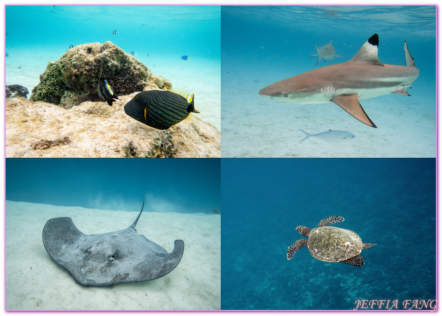 保羅高更號郵輪Paul Gauguin Cruises,大溪地Tahiti,法屬玻里尼西亞FrenchPolynesia,社會群島Society Islands,茉莉亞島Moorea,龐洛PONANT郵輪